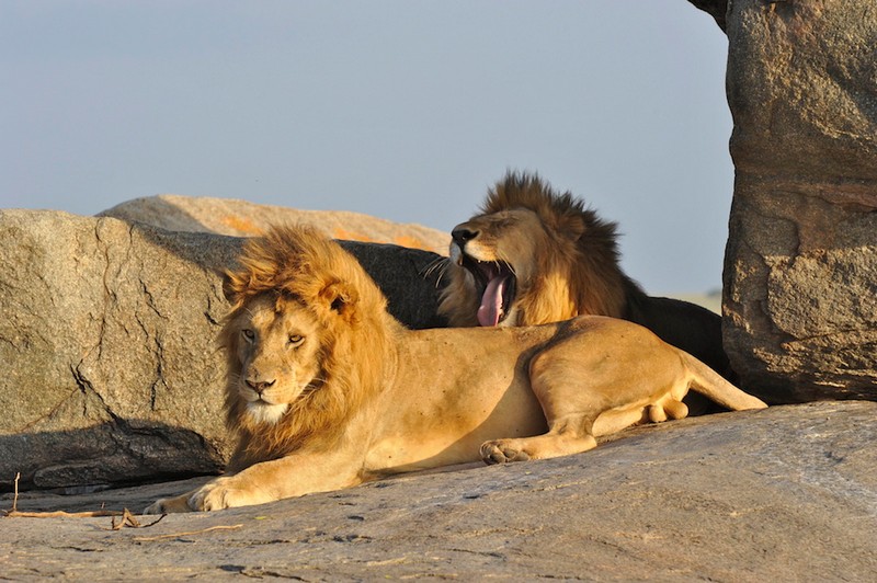 serengeti_safari_park