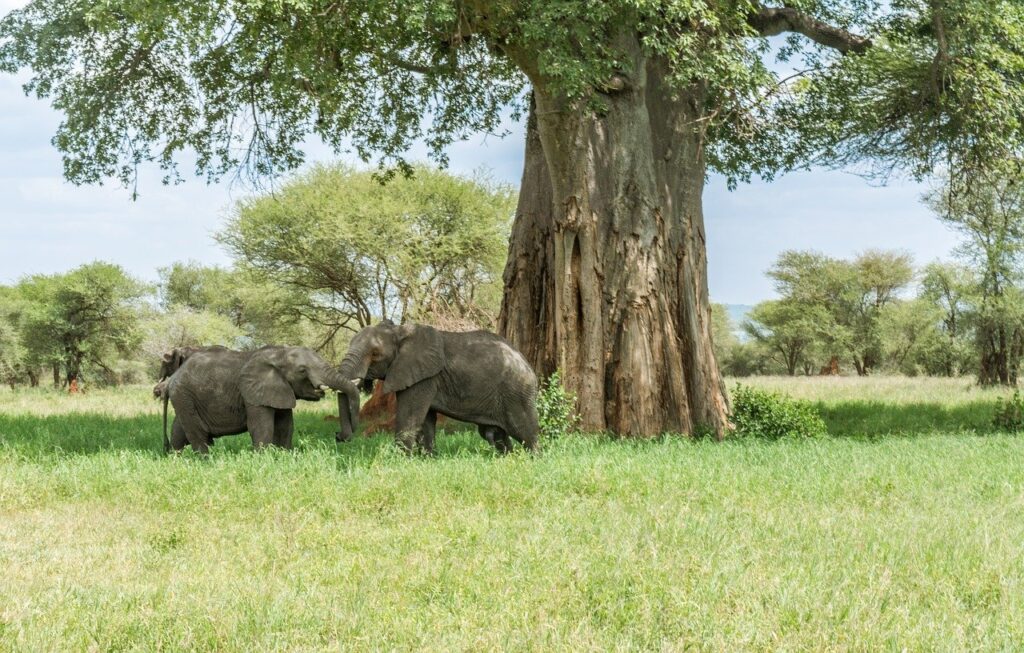 tarangire-safari