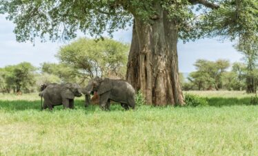 tarangire-safari