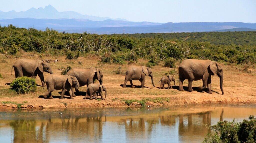 elephants-279505_1920