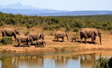 elephants-279505_1920