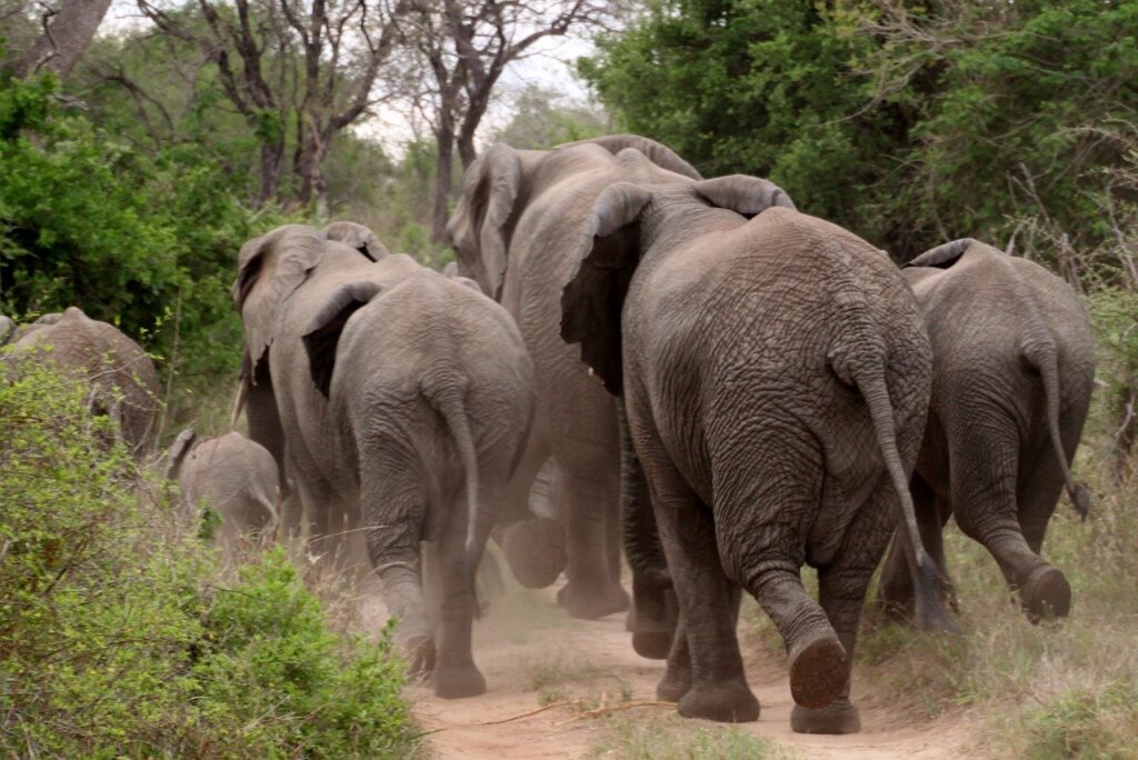 ruaha_national-Park