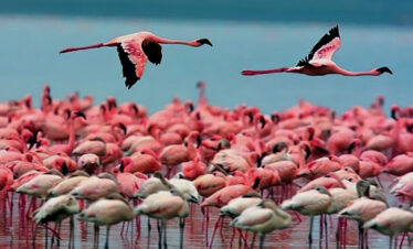 lake_manyara_park