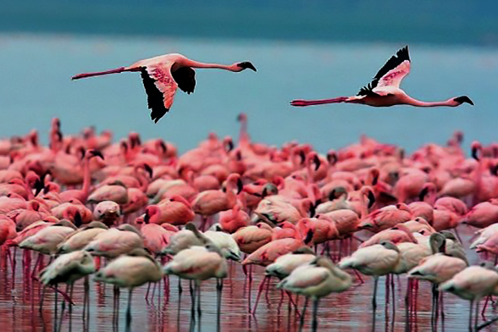 lake_manyara_park