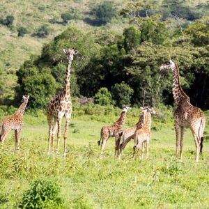 lake_manyara_park