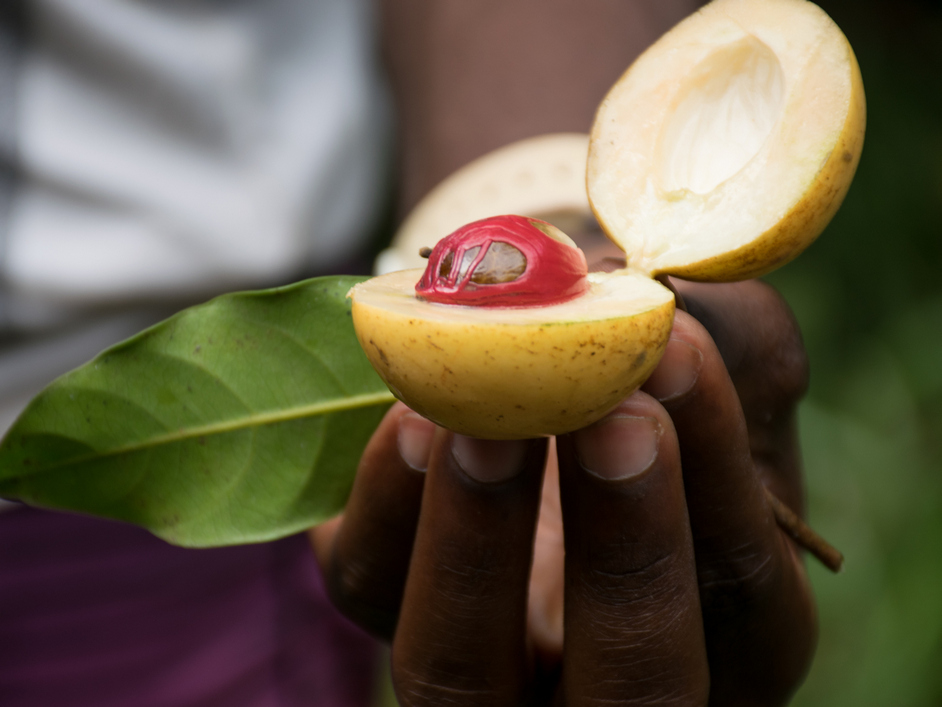 Farmers hand presenting a fresh nutmeg fruit cut in half displaying the mace and nut in Zanzibar