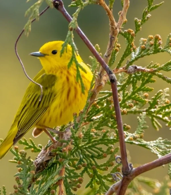 bird