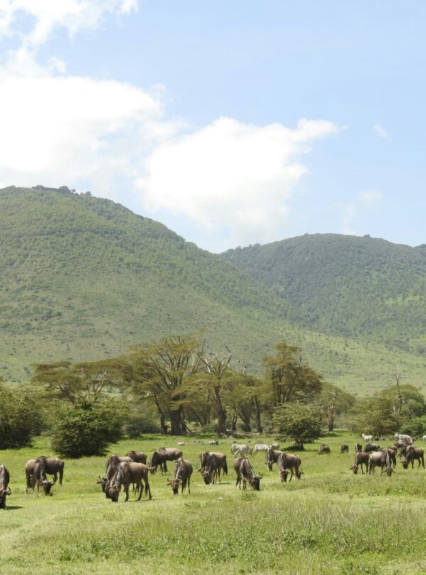 Ngorongro Conservation Area