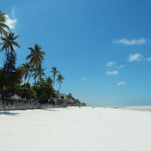 beach, palm trees, sea-2036446.jpg